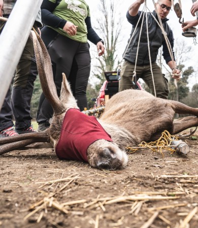 Operazione Cervo Italico 