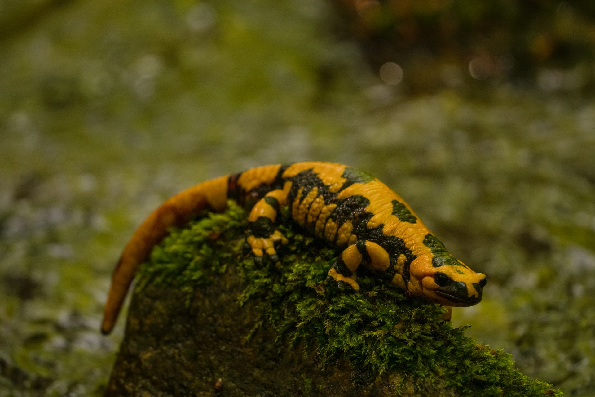 Attraverso l'Aspromonte