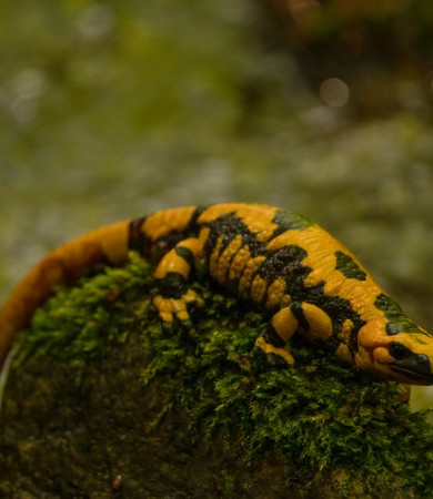 Attraverso l'Aspromonte 
